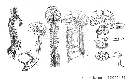 450x279 Vector. Central Nervous System