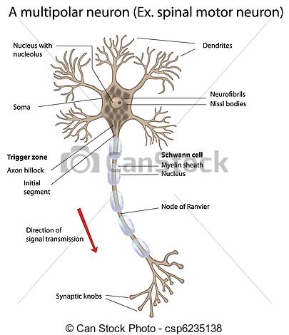 405x470 Motor Neuron Labeled, Eps10.