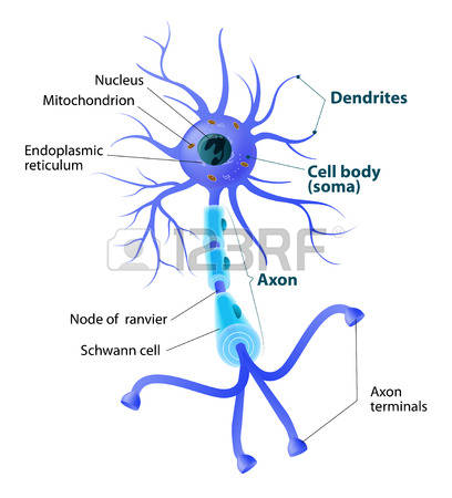 408x450 Neuron Clipart Vector 11