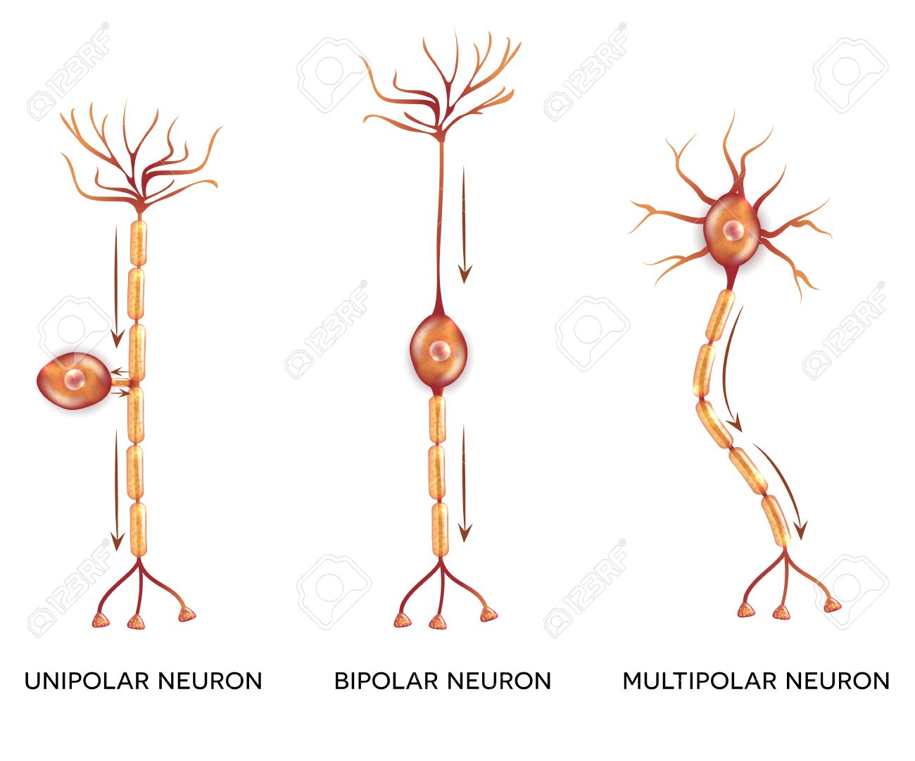 1300x1081 Neuron Clipart Vector 26