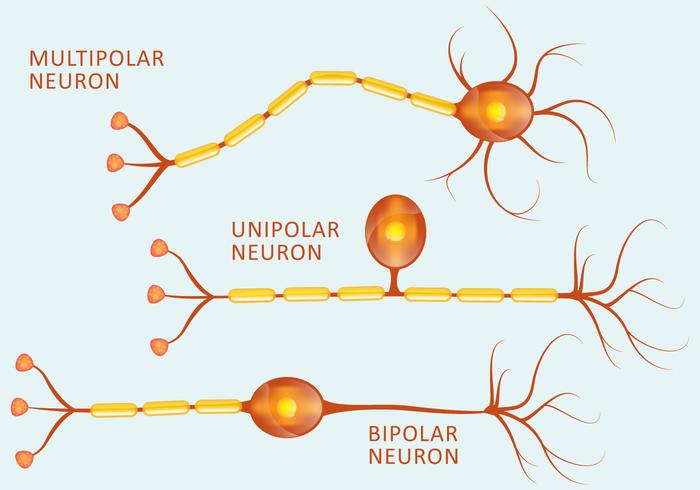 700x490 Neuron Types