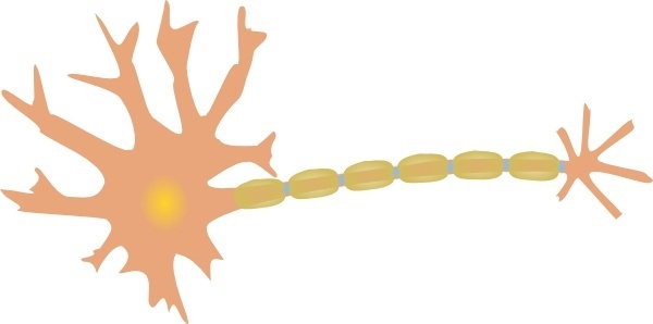 600x298 Neuron Free Vector Download (4 Free Vector) For Commercial Use