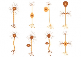 285x200 Neuron Vector Free Vector Graphic Art Free Download (Found 29