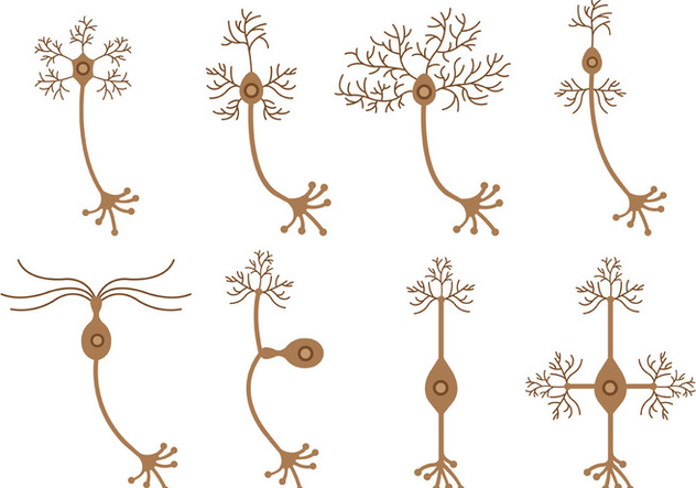 632x443 Set Of Neuron Vector Free Vector Download 372965 Cannypic
