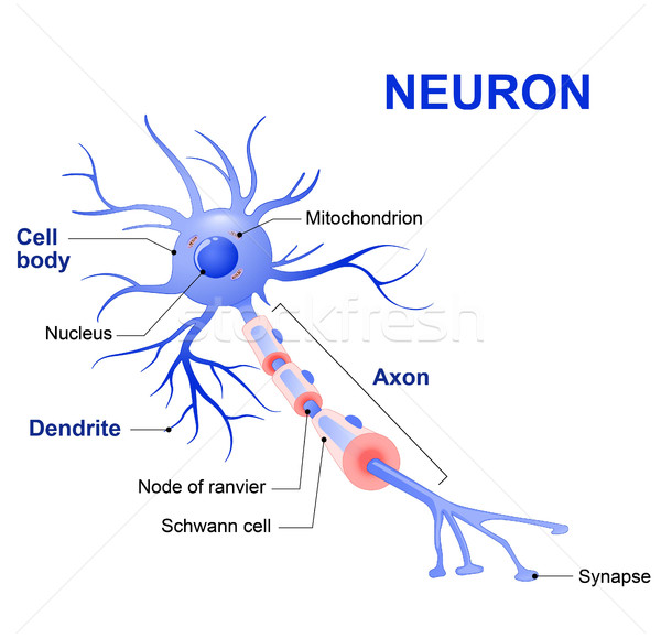 600x579 Structure Of A Typical Neuron Vector Illustration Tetiana