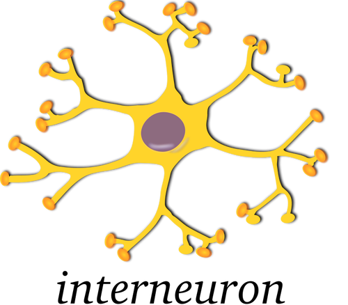 500x438 Vector Image Of Neuron Public Domain Vectors