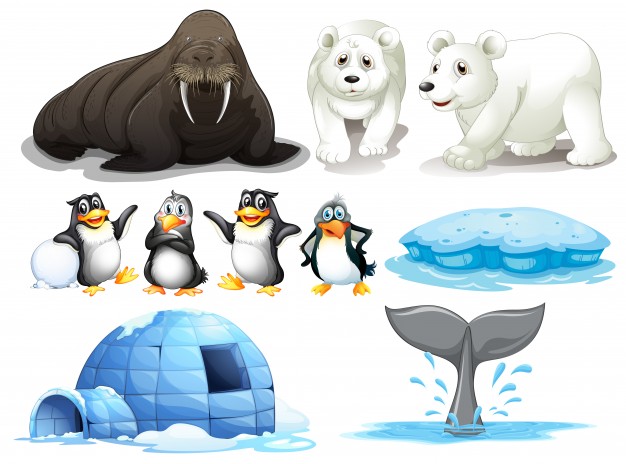 626x464 North Pole Vectors, Photos And Psd Files Free Download