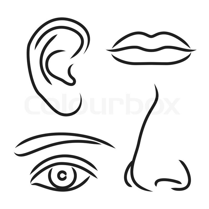 800x800 Vector Illustration Nose, Ear, Mouth And Eye Stock Vector