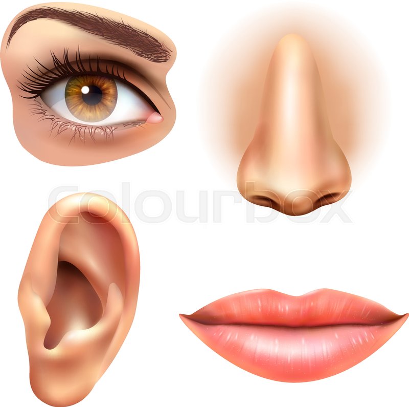 800x795 Human Face Parts 4 Sense Organs Icons Square Collection Of Eye