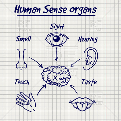 400x400 Synopsis Of Human Sense Organs On Notebook