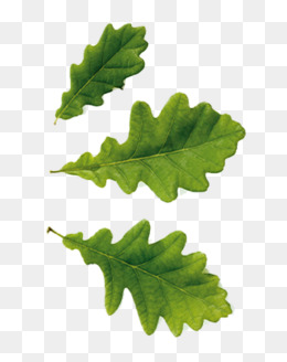 260x328 Oak Leaves Png, Vectors, Psd, And Clipart For Free Download Pngtree