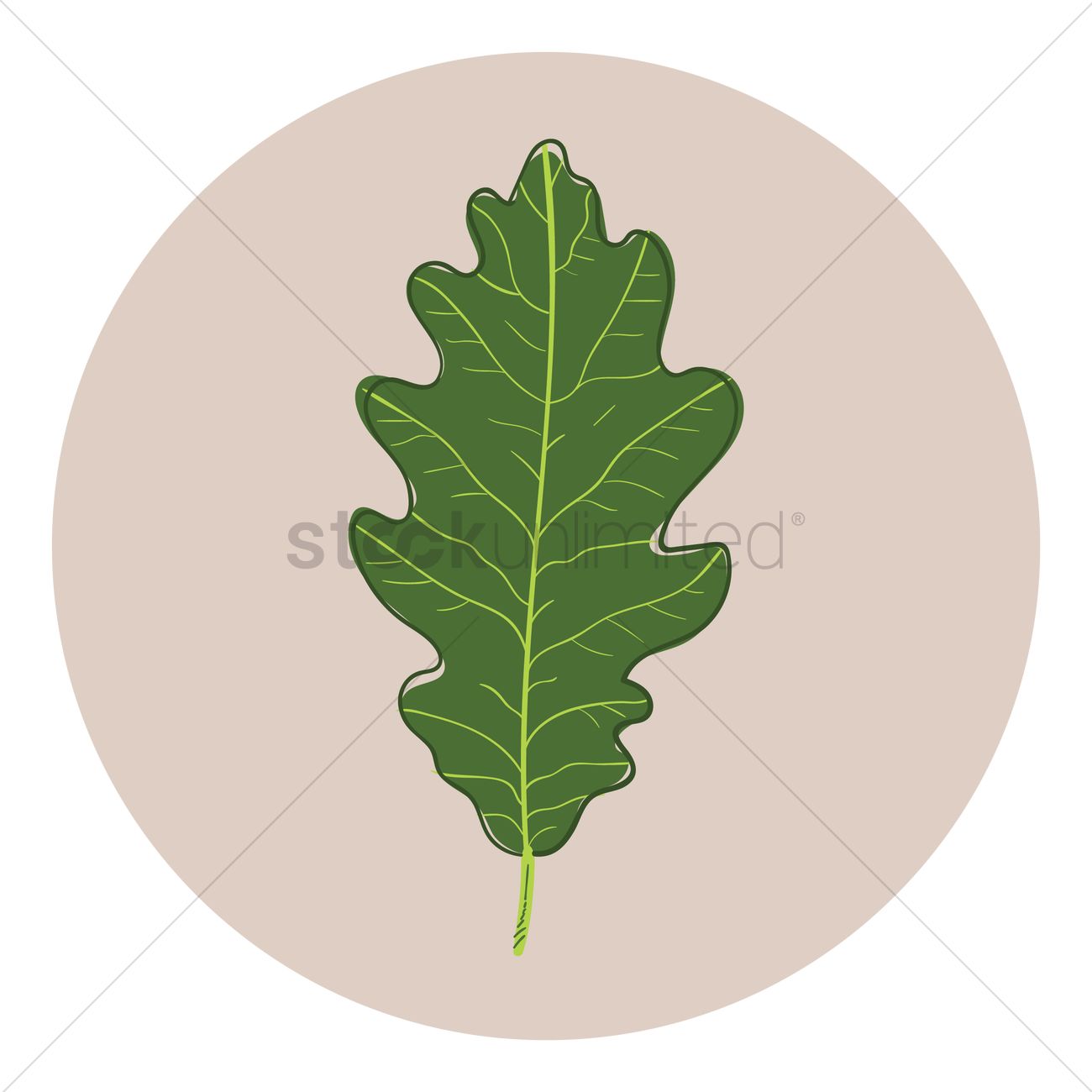 1300x1300 Oak Leaf Vector Image