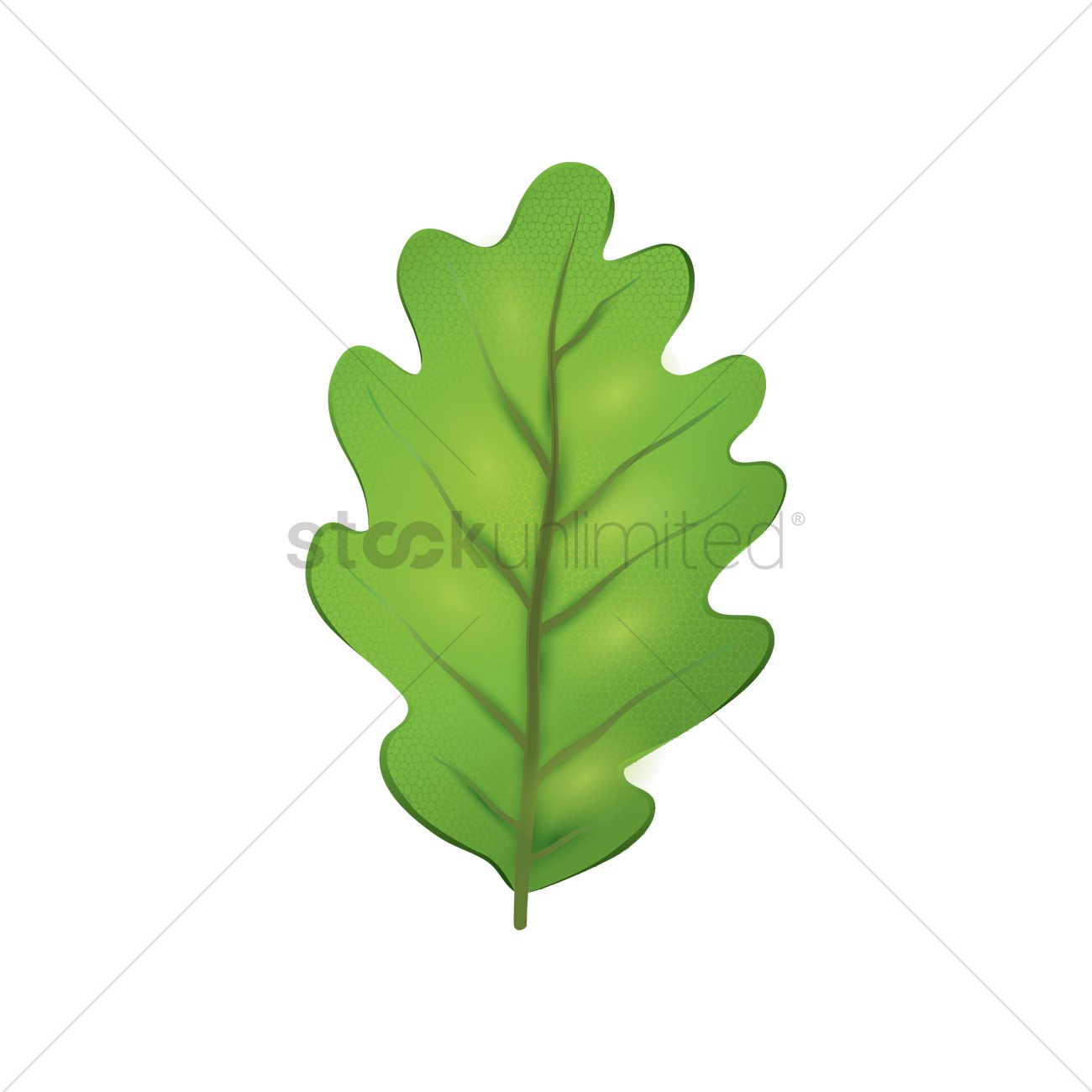 1300x1300 An Oak Leaf Vector Image