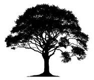 187x160 Oak Tree Silhouette Graphics A World Of Beauty In 2018