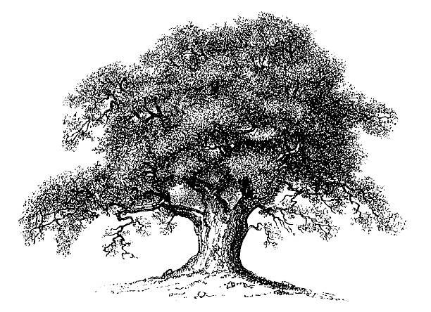 612x444 Vintage Clip Art And Illustrations Oak Tree Vector Art