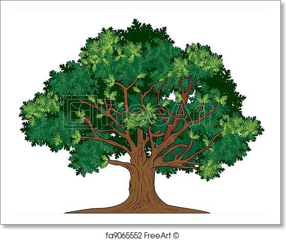 560x470 Free Art Print Of Vector Oak Tree. Vector Illustration Of Old