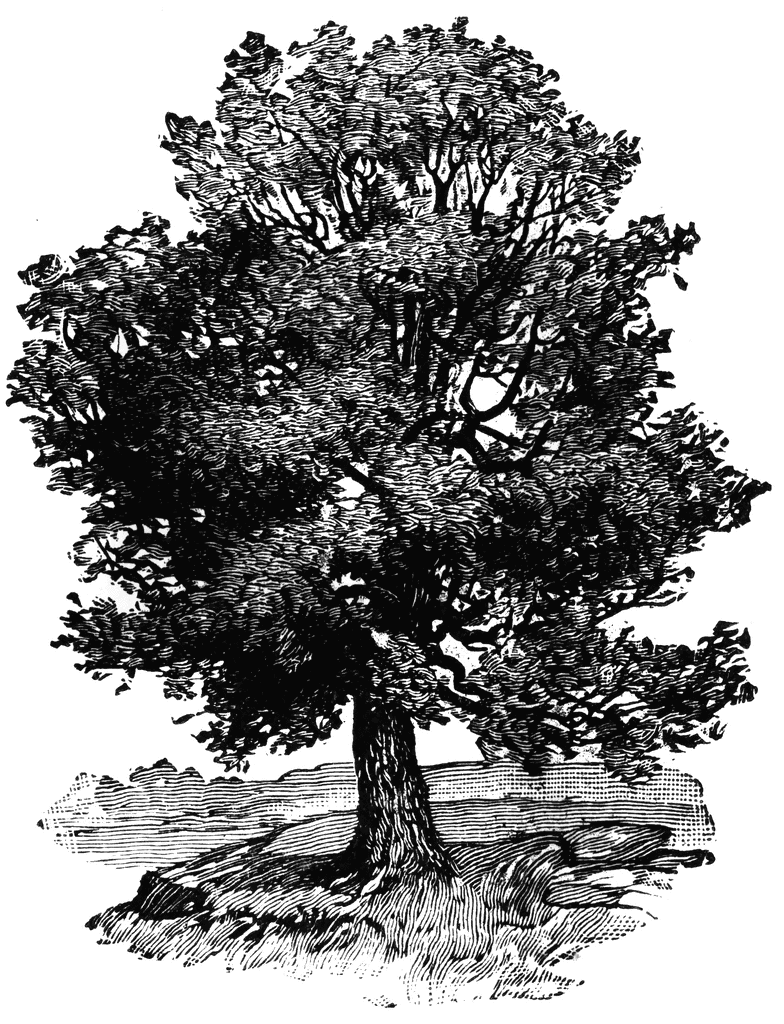 784x1024 Oak Tree Clipart Clipartlook