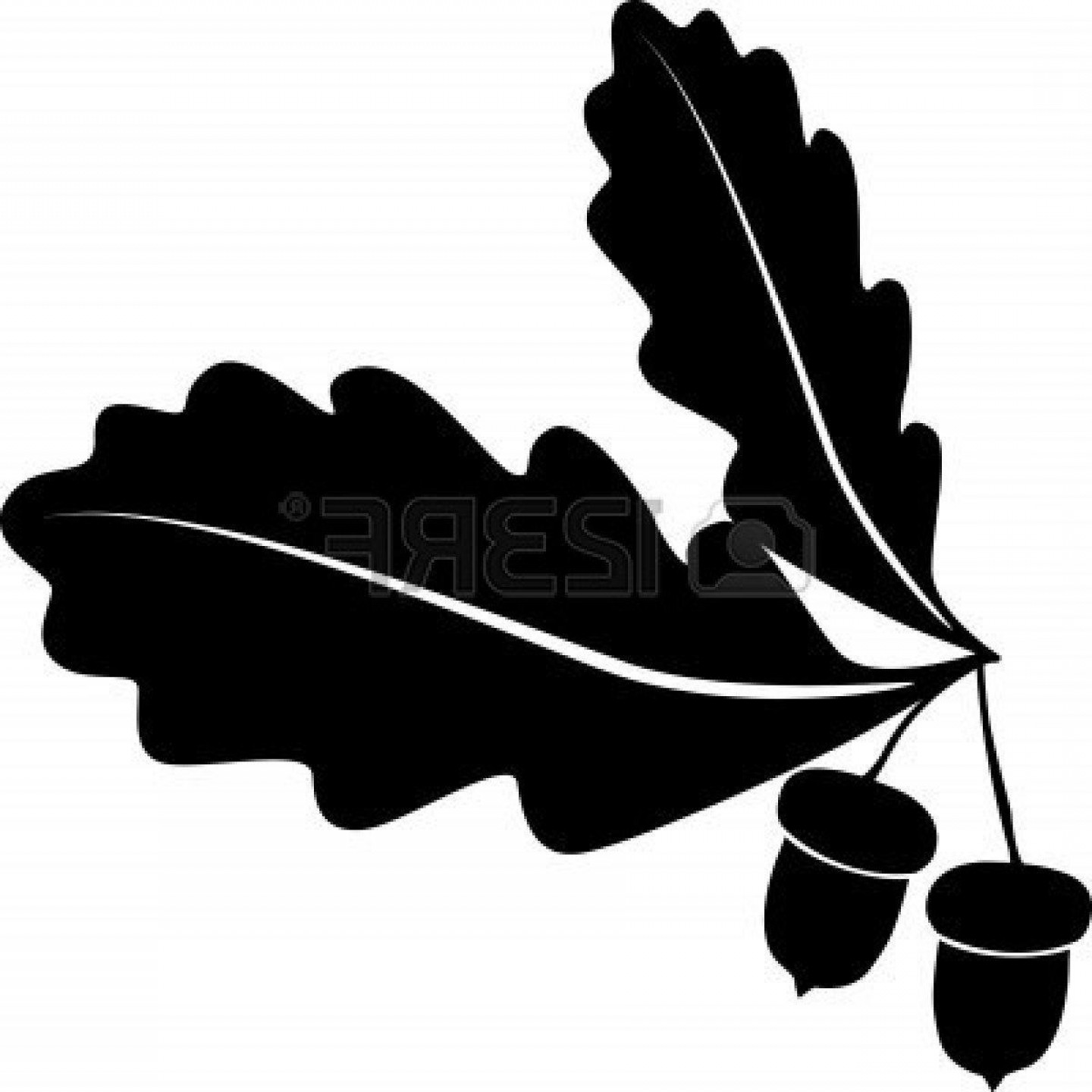 1440x1440 Unique Oak Tree Vector Free Download Acornl Style Images