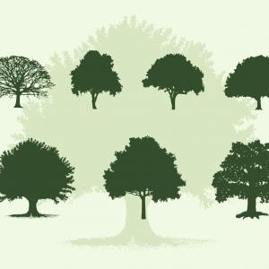 300x300 Various Oak Trees Vector Silhouettes Download Arenawp