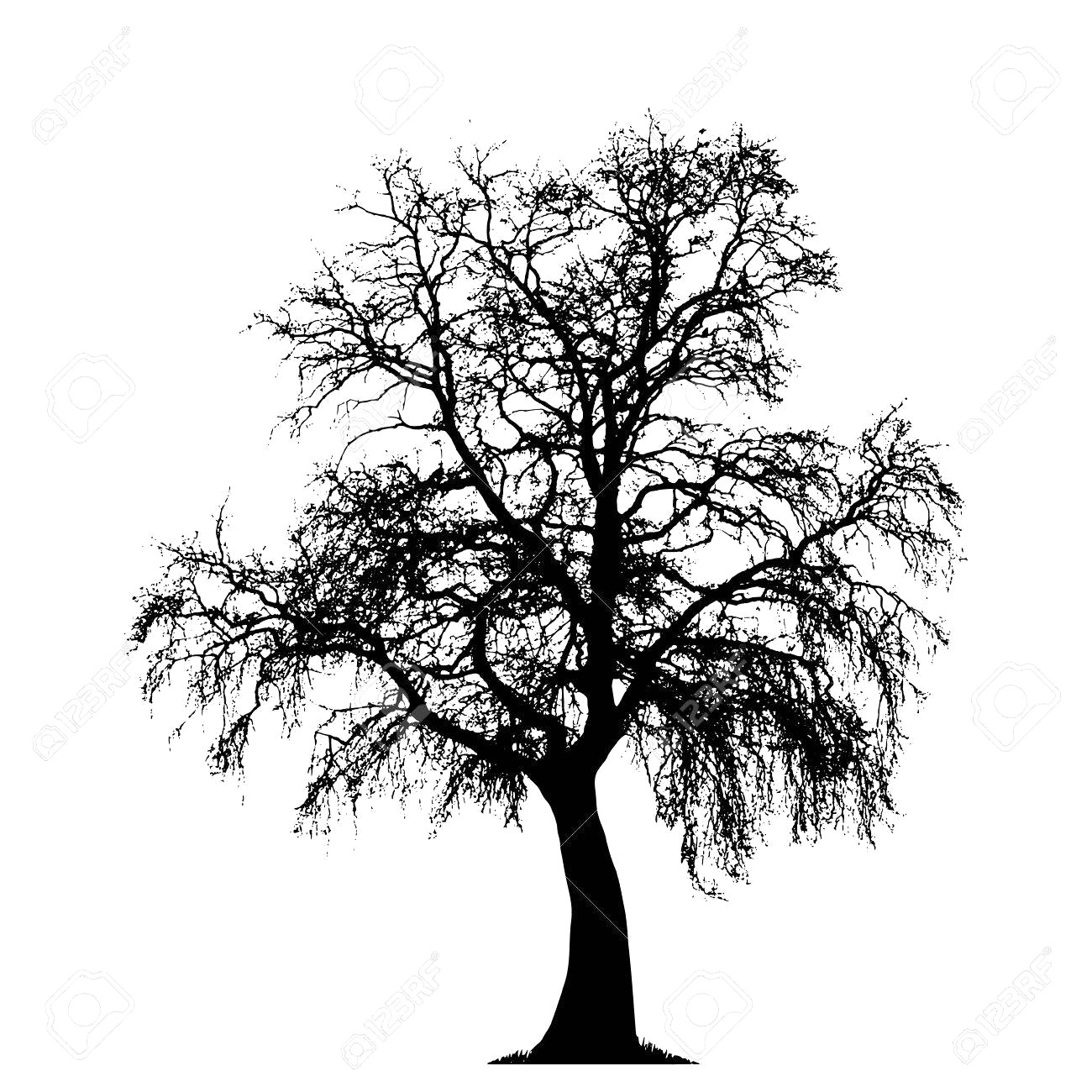 1300x1300 70080717 Realistic Oak Tree Silhouette Vector Illustration 10