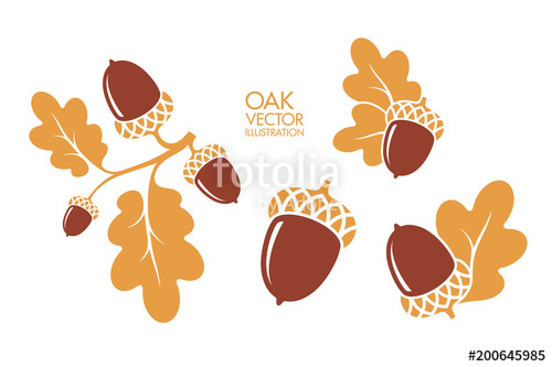 500x333 Oak. Branch. Isolated Acorns On White Background. Vector