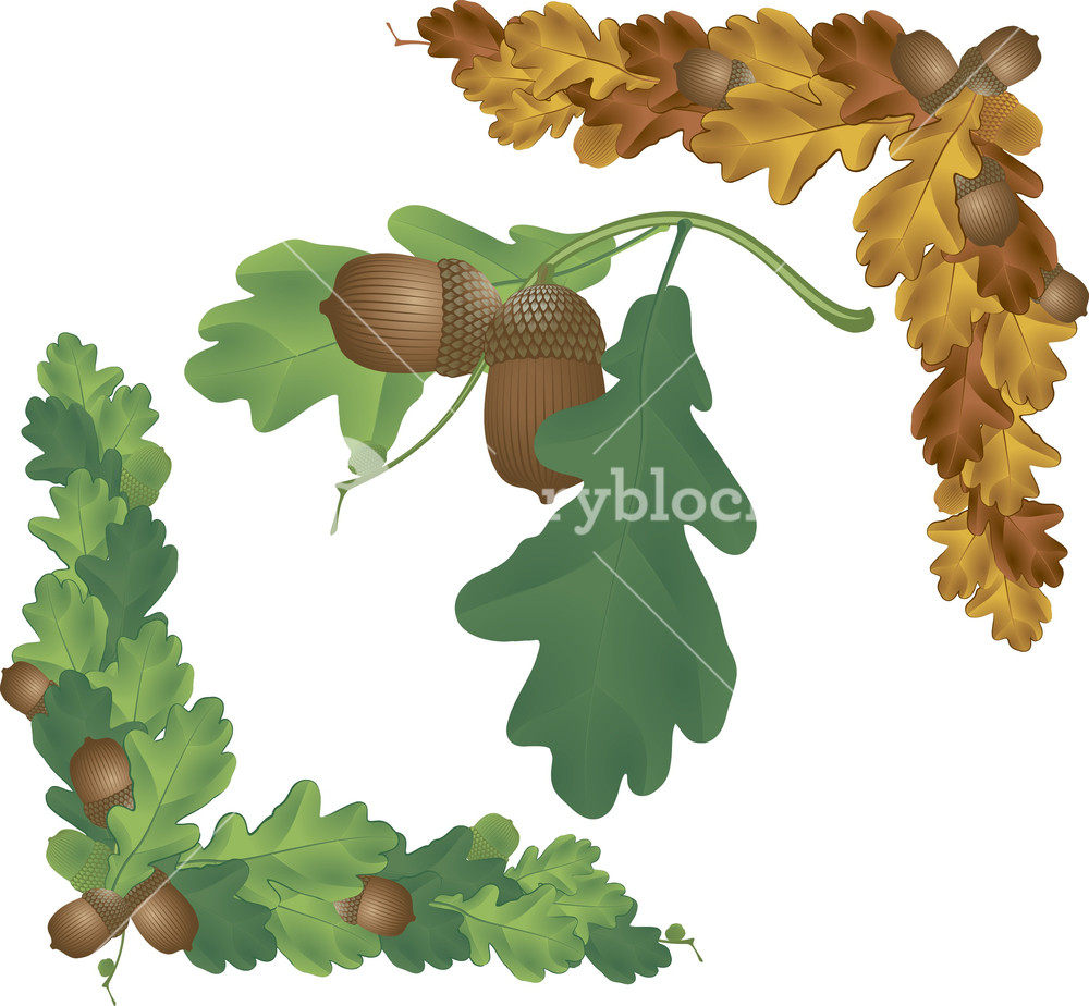 1000x924 Oak. Vector. Royalty Free Stock Image