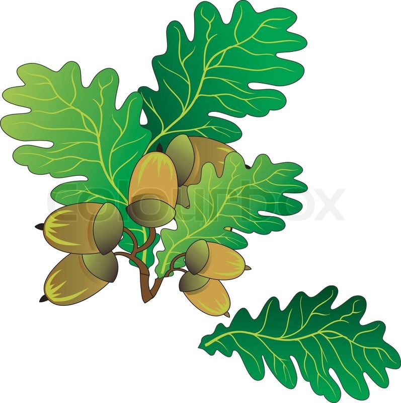 797x800 Branch Of Oak With Green Leaves And Ripe Acorns, Vector An