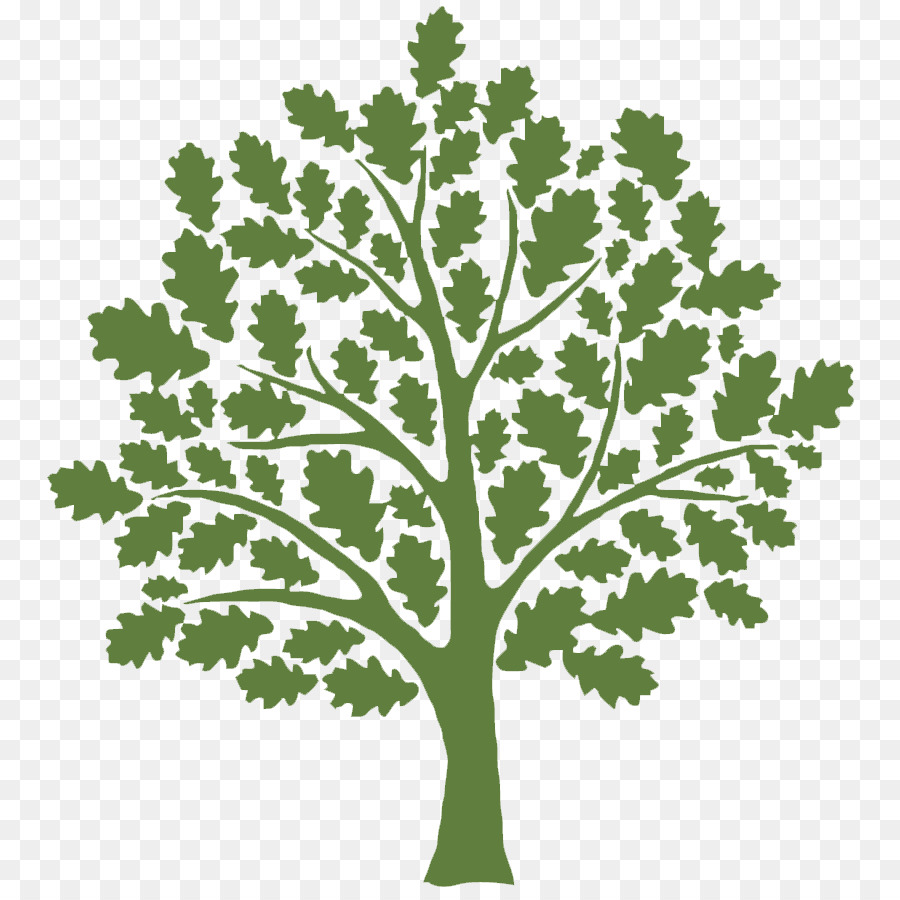 900x900 Clip Art Tree Oak Vector Graphics Shutterstock