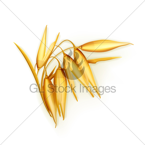 500x500 Oat, Vector Illustration Gl Stock Images