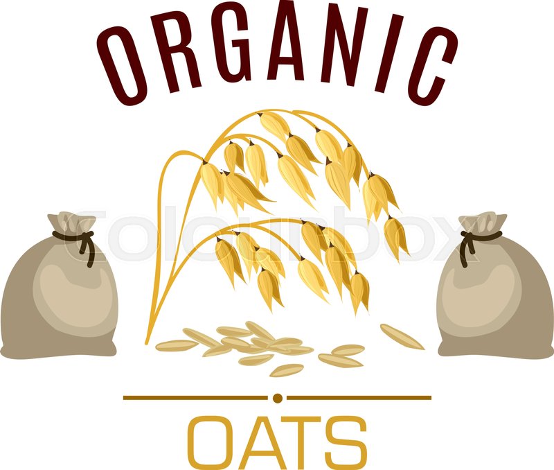 800x678 Oat Vector Icon Or Poster. Cereal Seed Grass Plant Of Oats Ear