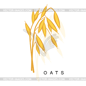 300x300 Oats Ear, Infographic With Realistic Cereal Crop