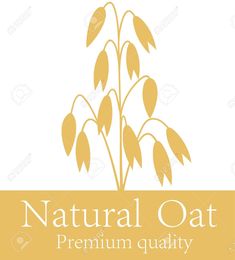 235x260 Cereals Vector Icons. Rice, Wheat, Corn, Oats Rye And Barley