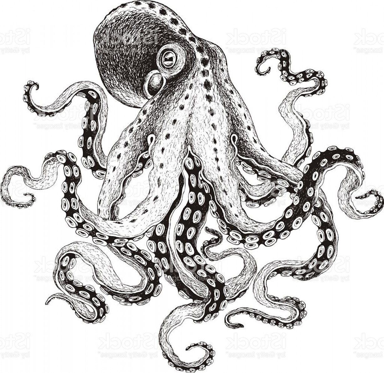 1228x1194 Hand Drawn Octopus Vector Illustration Gm Lazttweet