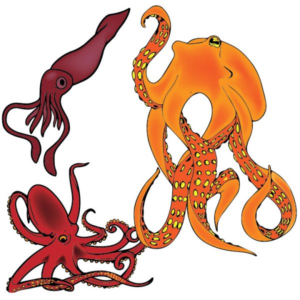 600x600 Octopus Vector Set Shop Angela Today