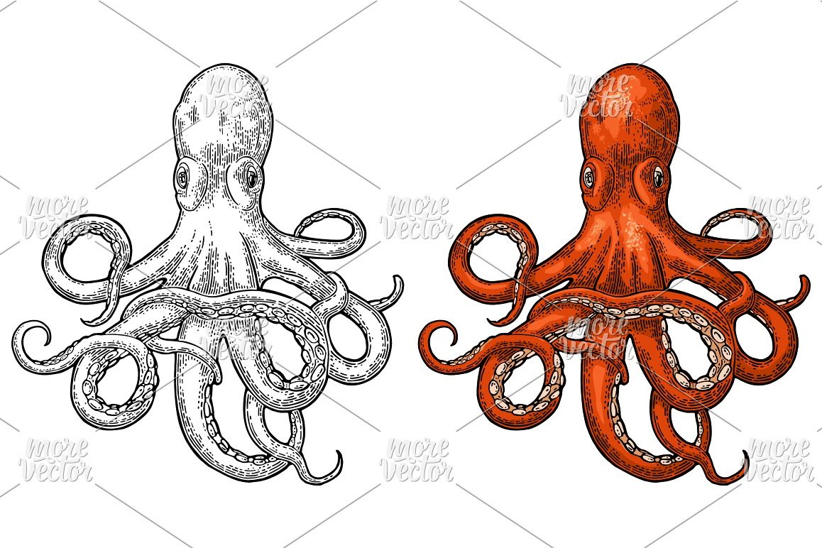 1158x772 Octopus. Vector Color Engraving Vintage