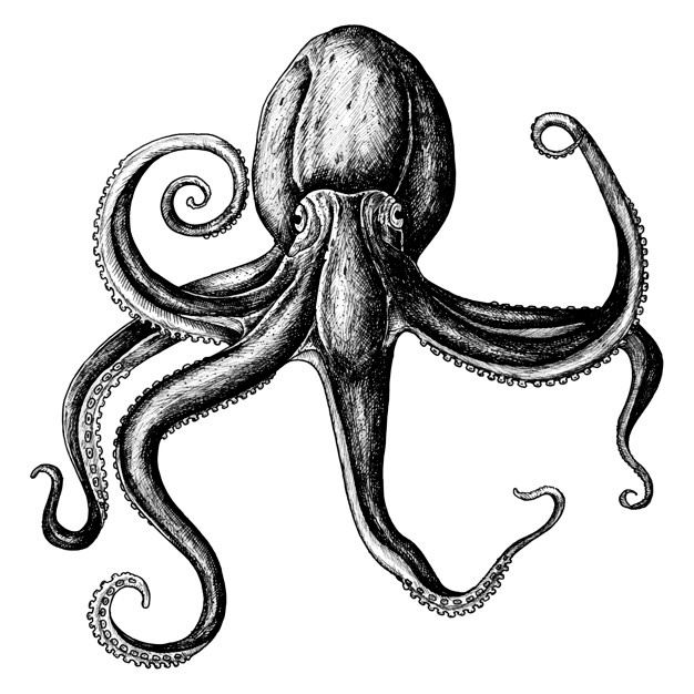 626x626 Octopus Vectors, Photos And Psd Files Free Download