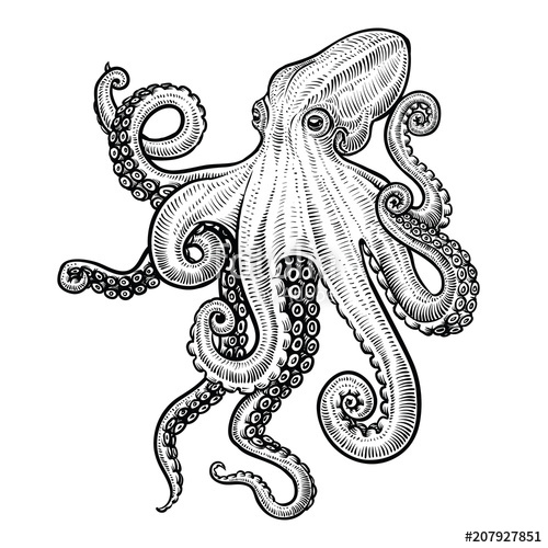 Octopus Vector Free at GetDrawings | Free download