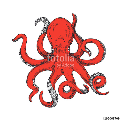 500x500 Octopus. Gigantic Octopus Vector Ink Sketch. Isolated On White
