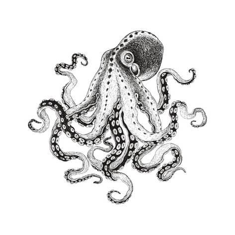 473x473 Hand Drawn Illustration Octopus, Vector Isolate On White