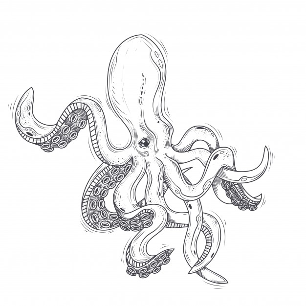 626x626 Octopus Vectors, Photos And Psd Files Free Download