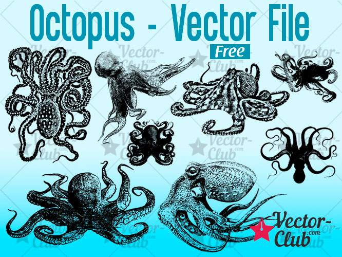 666x500 Octopus Vector File Vector