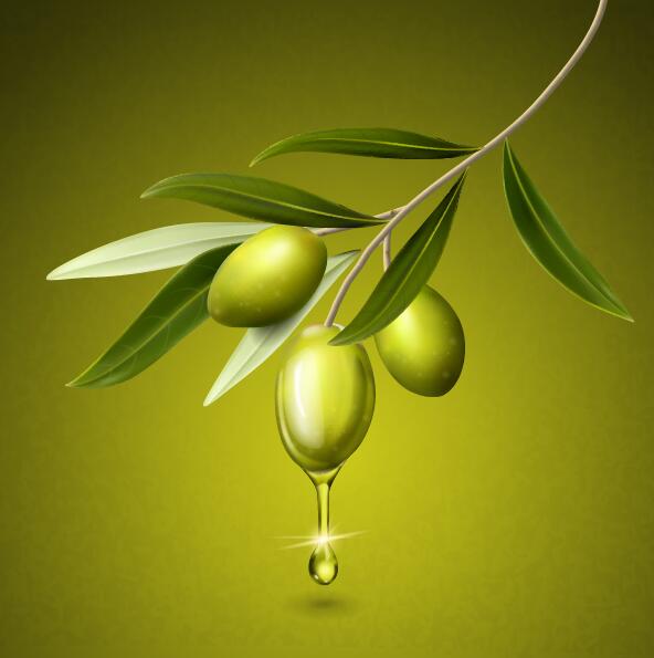 592x595 Olive With Leaves And Olive Oil Drop Vector Free Download