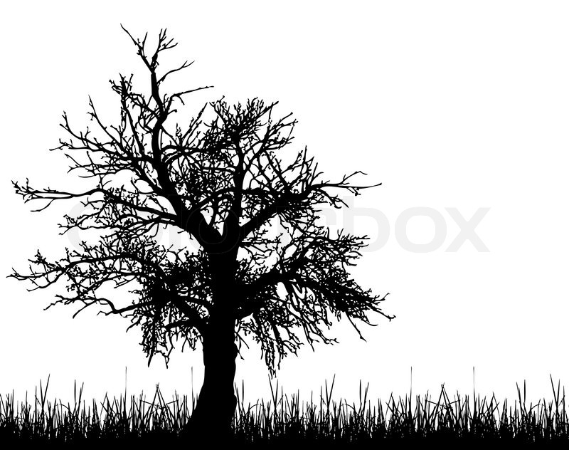 800x632 Old Tree Silhouette Stock Vector Colourbox