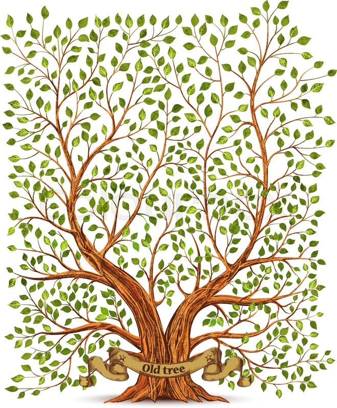 660x800 Old Vintage Tree Vector Illustration Stock Vector Colourbox
