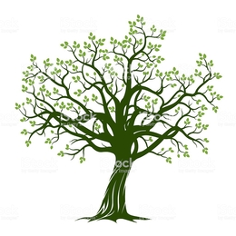 260x260 Download Old Tree Vector Clipart Drawing Clip Art
