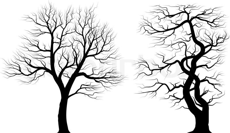 800x462 Silhouettes Of Old Huge Trees Over White Background. Black And