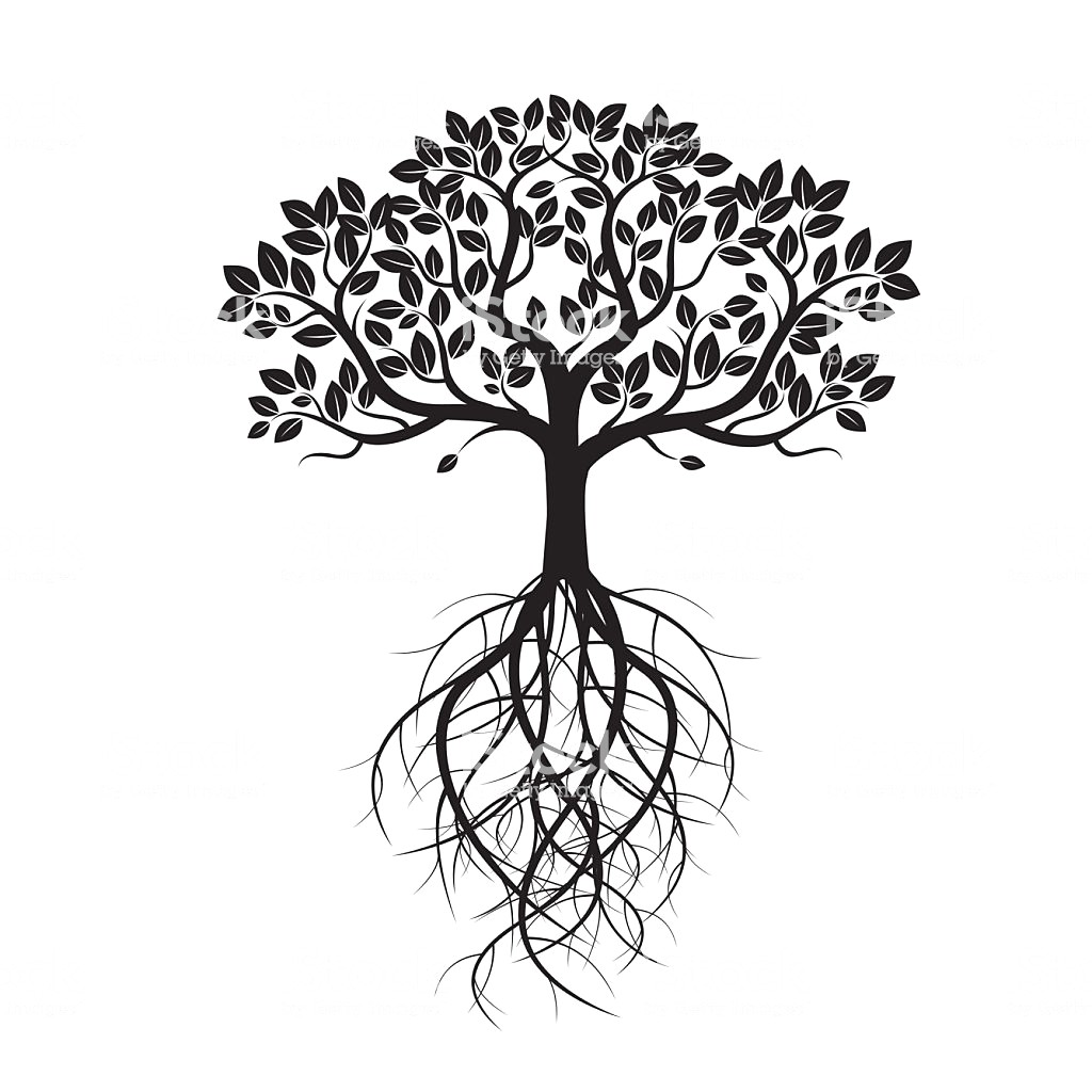 1024x1024 White Old Tree And Roots Vector Illustration Id578092270