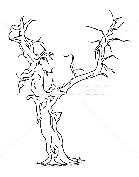 473x600 Old Tree Vector Illustration Pavel Bortel (Pavelmidi) ( 6568630