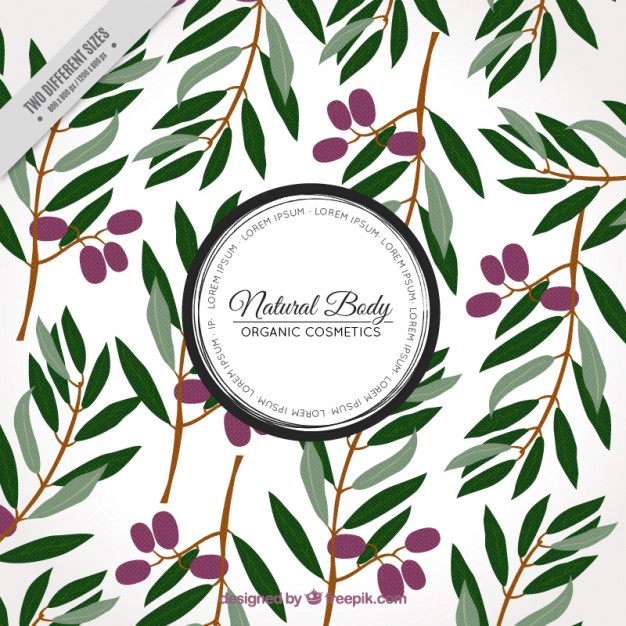 626x626 Olive Branch Vectors, Photos And Psd Files Free Download