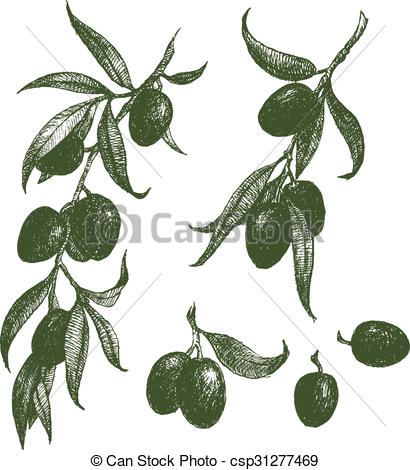 410x470 Olive Branch Vector. Beautiful Vector Image With Nice Hand Drawn
